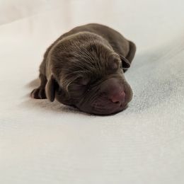 Dilute Retriever and Labrador Retriever Puppies from LC Hunting Labs, LLC.