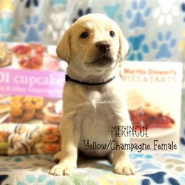 Girl 3 - female Labrador Retriever puppy in White Bear Lake, Minnesota from Labs Of The Lake
