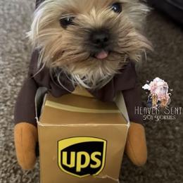 Yorkshire Terrier Puppies from Heaven_sent_toy_yorkies