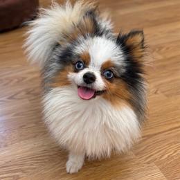 Scarpelli Blue Merle Parti Male - Blue merle male Pomeranian puppy in Buck Valley, Pennsylvania from Buck Valley Pomeranians