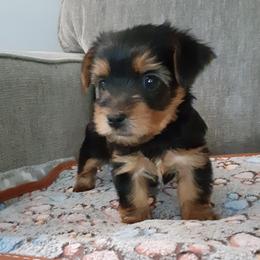 Kobi Bay - Black and tan male Yorkshire Terrier puppy in Gurley, Alabama from Rhondas yorkies