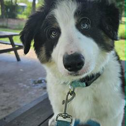 Border Collie Puppies from LaTiKi Border Collies