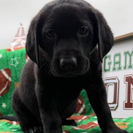 Pink - Black female Labrador Retriever puppy in Heath Springs, South Carolina from Rich Hill Retrievers
