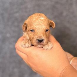 Chip - Apricot male Goldendoodle puppy in Sacramento, California from GoldenDoodle Love