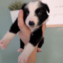 Sunny - Black and white female Border Collie puppy in Grapeview, Washington from Athena’s Collies