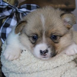 Pearl - Sable female Pembroke Welsh Corgi puppy in Purcellville, Virginia from Rhone River Farm Pembroke Welsh Corgis