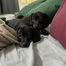 Dachshund Puppies from Johnson’s Weiner Farm