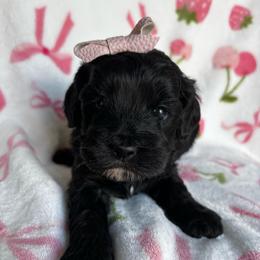Layla - Black female Cockapoo puppy in Tampa, Florida from Designer Puppy Boutique