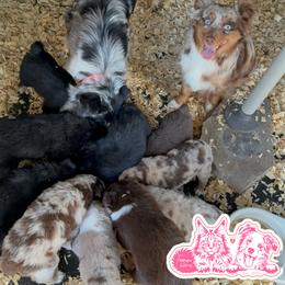 Toy Australian Shepherd puppies from Forever Holmes Aussies