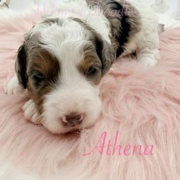 Athena - Blue merle female Bernedoodle puppy in Omaha, Nebraska from Whimsy Doodles