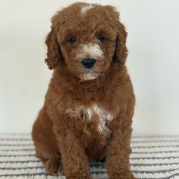 Benny - Red  male Poodle puppy in Strasburg, Virginia from Shenandoah Valley Doodles