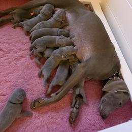 Weimaraner Puppies from Trax Weimaraners