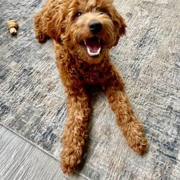 Goldendoodle All Grown Up from Sunnyside Goldendoodles