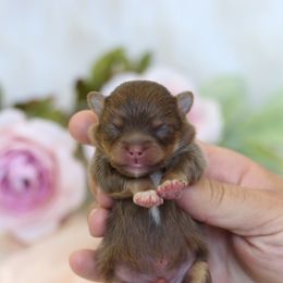 AKC Chocolate & Tan - Chocolate and tan male Pomeranian puppy in Sacramento, California from My Precious Poms