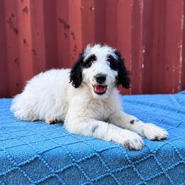 Kalispel (Kali) - White and black female Bordoodle puppy in Elizabeth City, North Carolina from Howdy Doodles