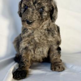 Frosty - Merle female Goldendoodle puppy in Windsor, Colorado from Front Range Family Doodles
