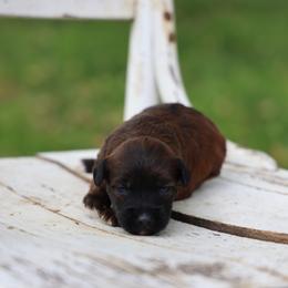 Wayne - Red male Whoodle puppy in West Bend, Iowa from Blue Skies Terriers