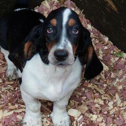 Basset Hounds from Basset Queen