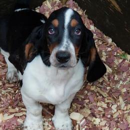 Basset Hounds from Basset Queen