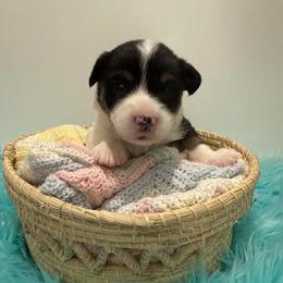 Olaf - Black and tan male Pembroke Welsh Corgi puppy in Hanover, Pennsylvania from Happily Ever After Corgis