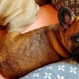 French Bulldog Puppies from Magnum French Bulldogs