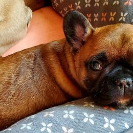 French Bulldog Puppies from Magnum French Bulldogs