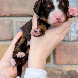 Whopper - Brown and white male Bernedoodle puppy in Beaumont, Texas from Joy's Dood Ranch