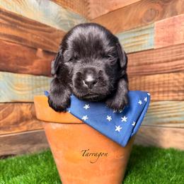 Tarragon - Black male Newfoundland puppy in Tully, New York from Bear Paw Newfoundlands