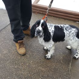 English Springer Spaniel All Grown Up from Saxonburg Springers