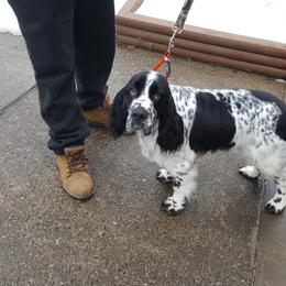 English Springer Spaniel All Grown Up from Saxonburg Springers
