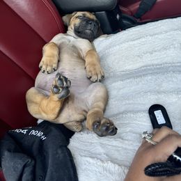 Boerboel Puppies from Heritage Boerboels