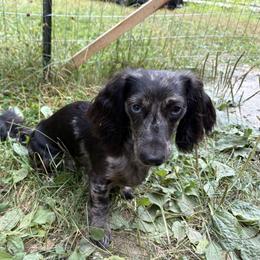 Boone - Dachshund