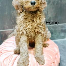 Esme - Red  female Goldendoodle puppy in Pasco, Washington from Camp Doodle Woods