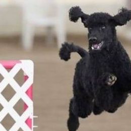 Poodles and Pugs from Moonstone