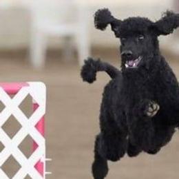 Poodles and Pugs from Moonstone