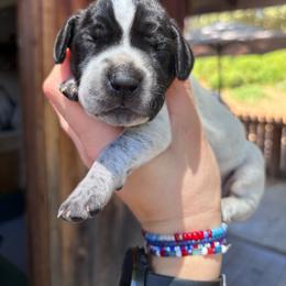Pepper - yellow collar - Black roan male German Shorthaired Pointer puppy in Mokelumne Hill, California from Underhill GSP
