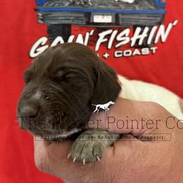Bream - Liver roan female German Shorthaired Pointer puppy in Six Mile, South Carolina from The Proper Pointer Co.