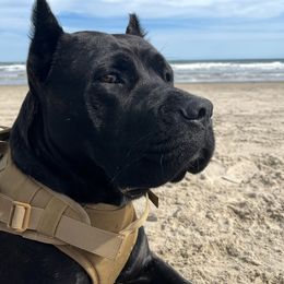 Cane Corso puppies from Corso Dynasty
