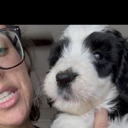 Sheepadoodle puppies from Kings Doodles