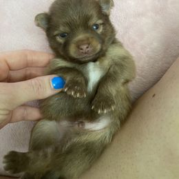 Pomeranian Puppies from Patty’s Poms