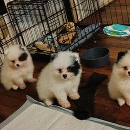AKC limited Bowie - Black parti male Pomeranian puppy in Andrews, South Carolina from Purple Diamonds Kennel