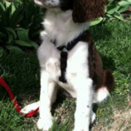 English Springer Spaniels from Carolina Kennels