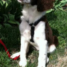 English Springer Spaniels from Carolina Kennels