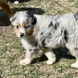 Australian Shepherd, Miniature Australian Shepherd, and Toy Australian Shepherd Puppies from Hunt Farms Mini Aussies