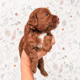 Lucky - Red  male Goldendoodle puppy in Pleasant Grove, Utah from Destination Doodles