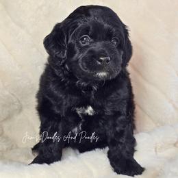 Fall - Black and white male Cockapoo puppy in Cleveland, Georgia from Jam's Doodles And Poodles