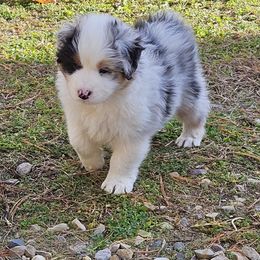 Australian Shepherd puppies from RR Australian Shepherds