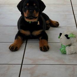 Blue boy - Black and mahogany male Rottweiler puppy in Lake City, Florida from Haus Der Wut Kennels