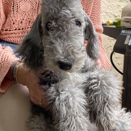 Chive - Blue Bedlington Terrier puppy in Albuquerque, New Mexico from Windslore Bedlington Terriers