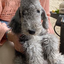 Chive - Blue Bedlington Terrier puppy in Albuquerque, New Mexico from Windslore Bedlington Terriers